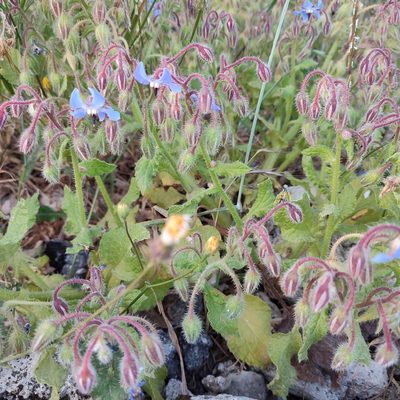 Borago officinalis, photographed by Quentin Groom