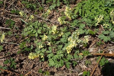 Corydalis bracteata, photographed by Oleg Kosterin