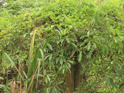 Alstonia scholaris
