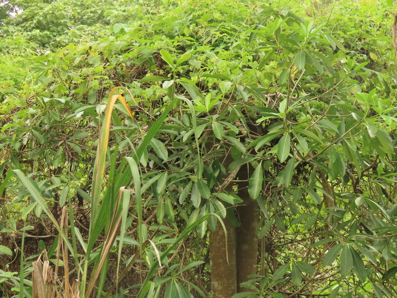 Alstonia scholaris, photographed by chiuluan