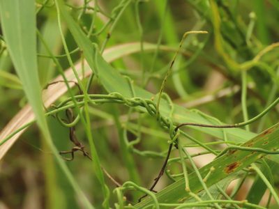 Cassytha filiformis, photographed by chiuluan