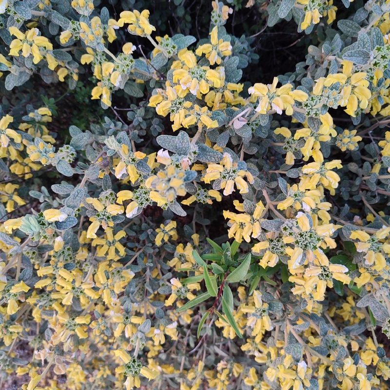 Phlomis lanata, photographed by Quentin Groom