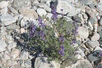 Lupinus sparsiflorus