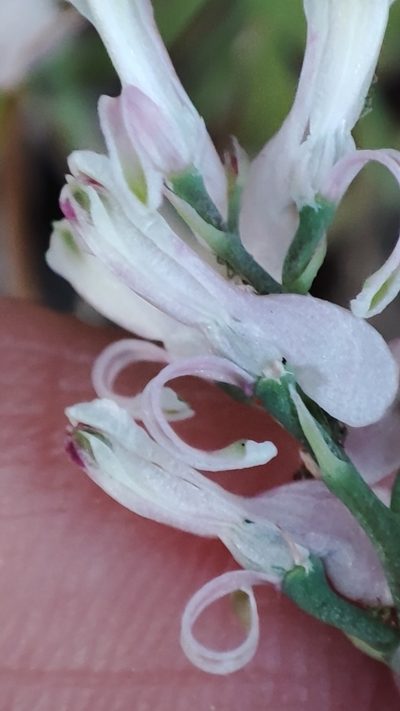 Fumaria macrocarpa, photographed by Quentin Groom