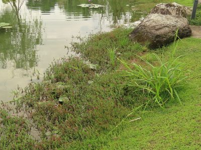 Scirpus ternatanus, photographed by chiuluan