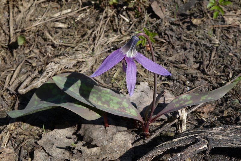 Erythronium sibiricum, photographed by Oleg Kosterin