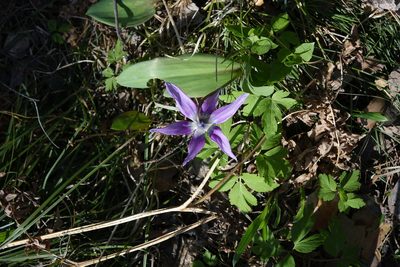 Erythronium sibiricum, photographed by Oleg Kosterin
