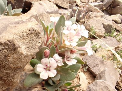 Collomia debilis, photographed by Matt Lavin