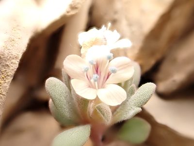 Collomia debilis, photographed by Matt Lavin