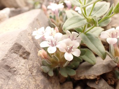 Collomia debilis, photographed by Matt Lavin