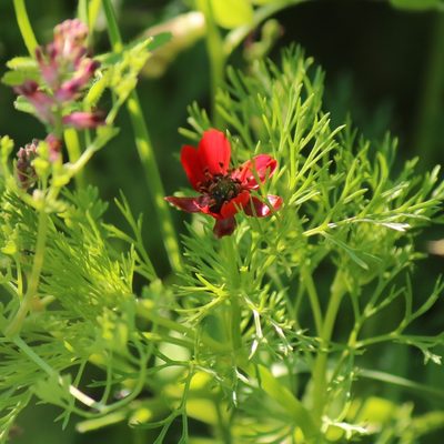 Adonis annua, photographed by Serena De Santis