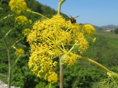 Ferula communis, photographed by Marco Mussita