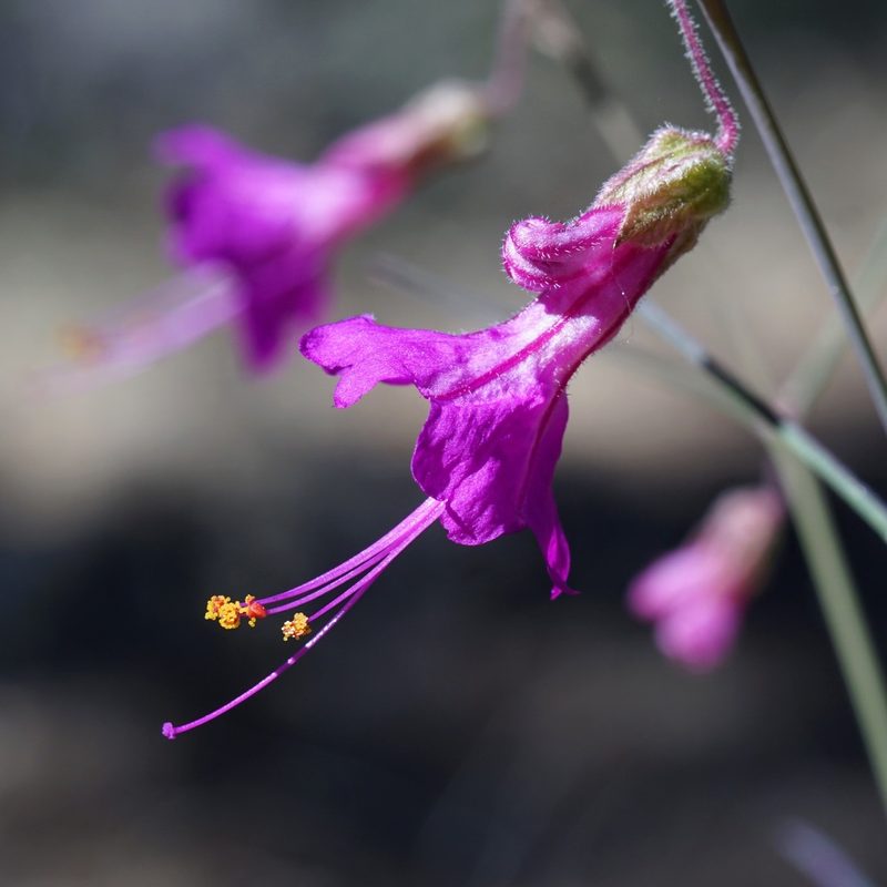 Mirabilis coccinea, photographed by Andrew Tree