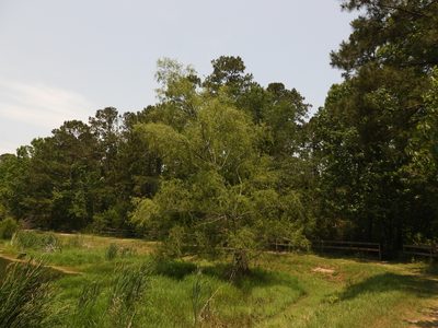 Salix nigra, photographed by ncb1221
