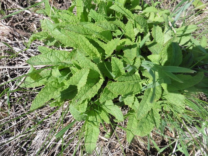 Salvia dumetorum, photographed by Силаева Татьяна Борисовна