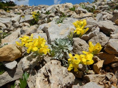 Physaria didymocarpa, photographed by Matt Lavin