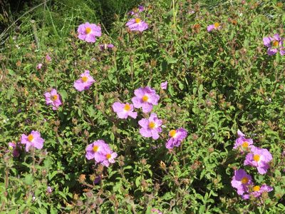 Cistus creticus, photographed by Marco Mussita