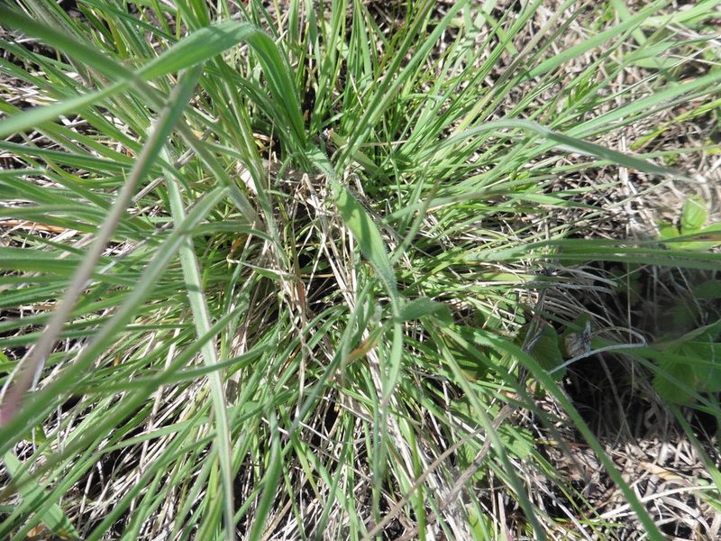 Bromus riparius, photographed by Силаева Татьяна Борисовна