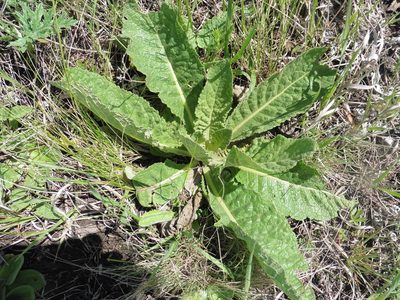 Verbascum lychnitis, photographed by Силаева Татьяна Борисовна