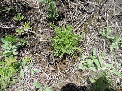 Achillea nobilis, photographed by Силаева Татьяна Борисовна