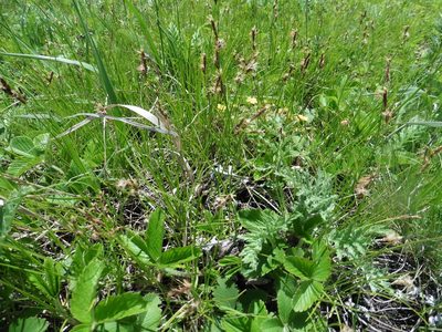 Carex praecox, photographed by Силаева Татьяна Борисовна