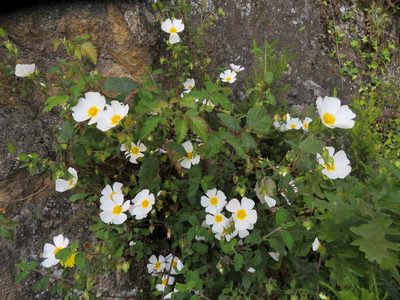 Cistus salviifolius, photographed by Marco Mussita