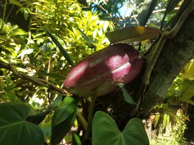 Theobroma cacao, photographed by geralg