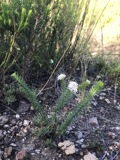 Agathosma elegans, photographed by Ren Hoekstra