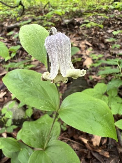 Clematis ochroleuca, photographed by Annie Weissman