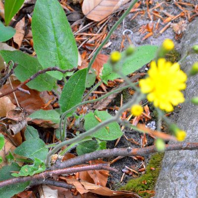 Hieracium murorum, photographed by Petr Harant