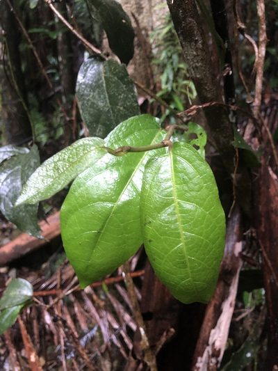 Aristolochia praevenosa, photographed by Samuel Frankel
