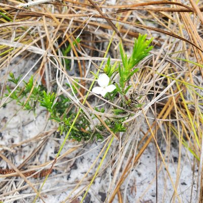 Gratiola hispida, photographed by Valerie Anderson