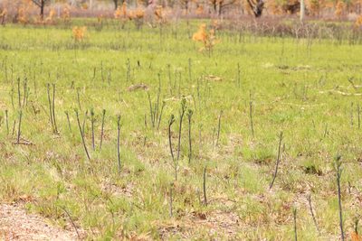 Baptisia tinctoria, photographed by Jake McCumber