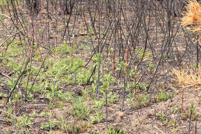 Baptisia tinctoria, photographed by Jake McCumber