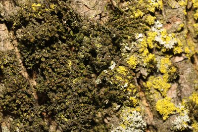 Frullania dilatata, photographed by Stephen James McWilliam