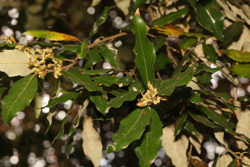 Quercus ilex, photographed by Stephen James McWilliam