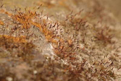 Tortula muralis, photographed by Stephen James McWilliam