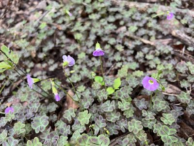 Oxalis violacea, photographed by Annie Weissman
