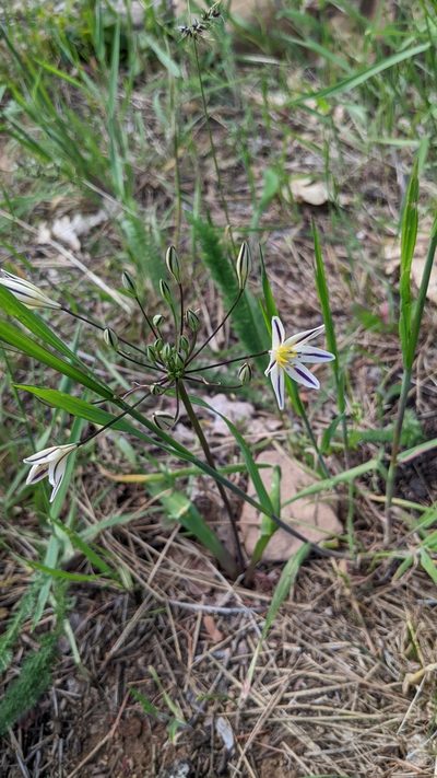 Triteleia hendersonii, photographed by Andy Kleinhesselink