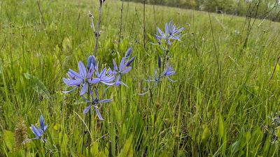 Camassia quamash, photographed by Andy Kleinhesselink