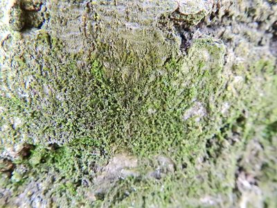 Frullania dilatata, photographed by Susan Marley