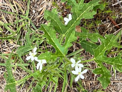 Cnidoscolus stimulosus, photographed by Sue Ann Kendall