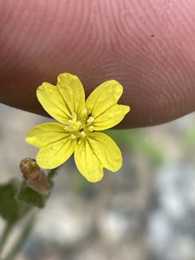 Oenothera linifolia, photographed by Becky Dill