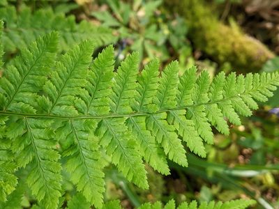 Dryopteris dilatata, photographed by Piermario Maculan