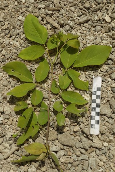 Dendrolobium umbellatum, photographed by Dominik Maximilián Ramík