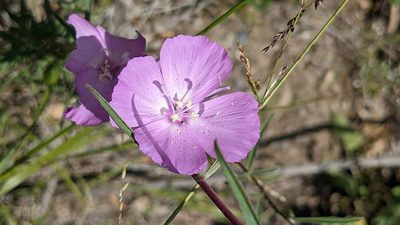 Clarkia bottae, photographed by Andy Kleinhesselink