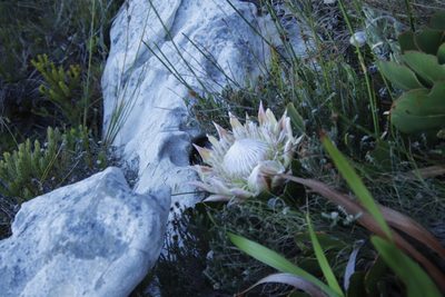 Protea cynaroides, photographed by Tony Rebelo