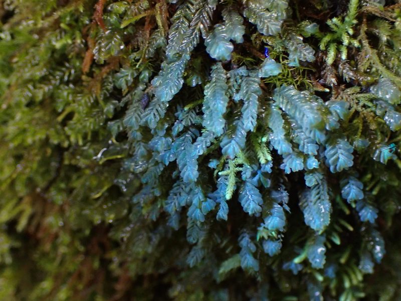 Plagiochila porelloides, photographed by Randal