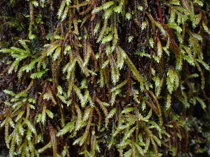 Scleropodium obtusifolium, photographed by Randal