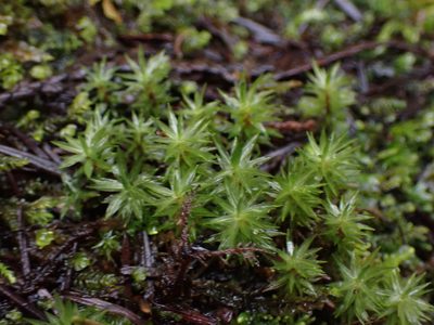 Timmia austriaca, photographed by Randal